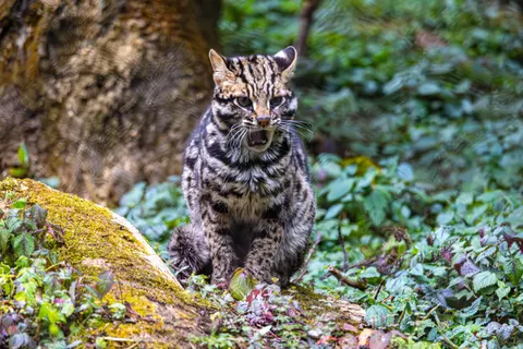 Leopard 4K Wallpaper · animals · 3840×2560