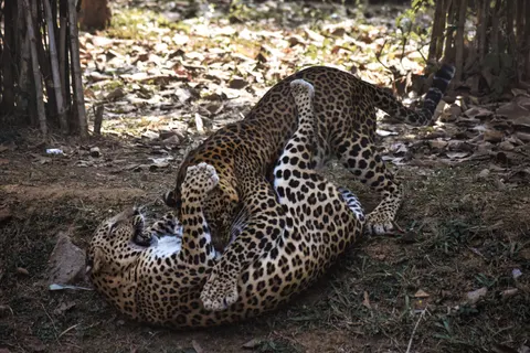 Leopard 4K Wallpaper · animals · 3840×2560