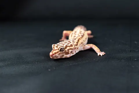 Leopard 4K Wallpaper · animals · 3840×2560