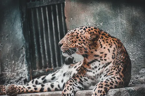 Leopard 4K Wallpaper · animals · 3840×2560