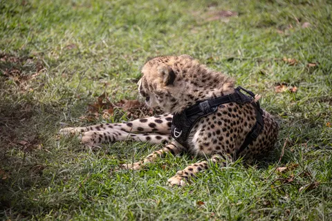 Leopard 4K Wallpaper · animals · 3840×2561