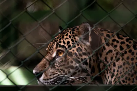 Leopard 4K Wallpaper · animals · 3840×2560