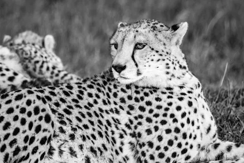 Leopard 4K Wallpaper · animals · 3840×2560