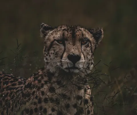 Leopard 4K Wallpaper · animals · 3840×3230