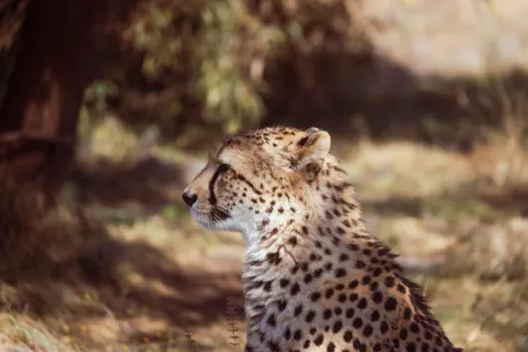 Leopard 4K Wallpaper · animals · 3840×2561