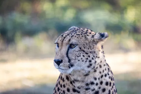 Leopard 4K Wallpaper · animals · 3840×2561