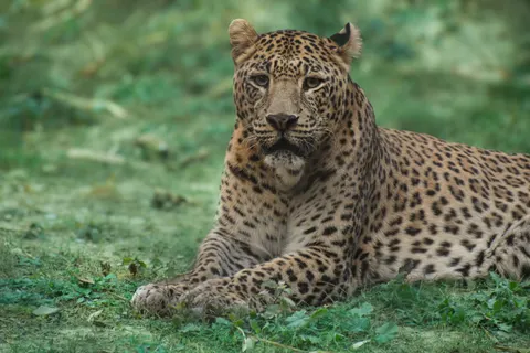 Leopard 4K Wallpaper · animals · 3840×2560