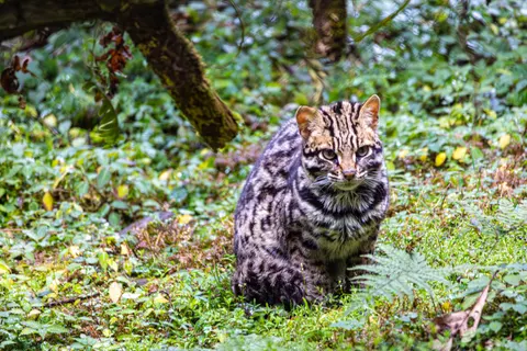 Leopard 4K Wallpaper · animals · 3840×2560