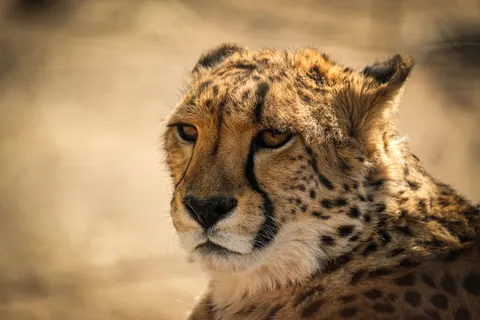 Leopard 4K Wallpaper · animals · 3840×2560
