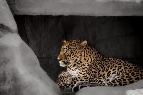 Leopard 4K Wallpaper · animals · 3840×2561