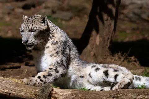 Leopard 4K Wallpaper · animals · 3840×2560