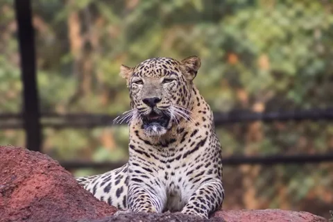 Leopard 4K Wallpaper · animals · 3840×2560