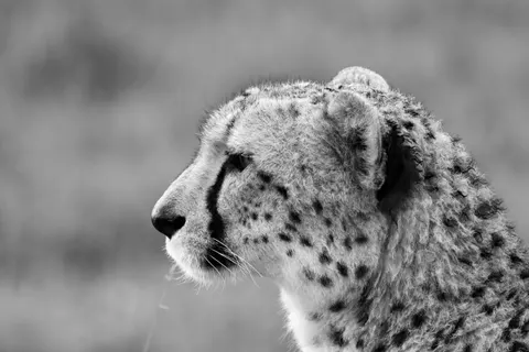 Leopard 4K Wallpaper · animals · 3840×2560