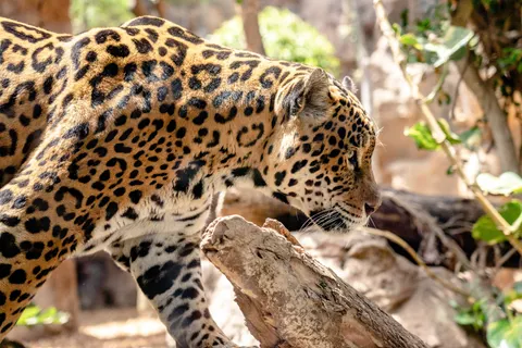 Leopard 4K Wallpaper · animals · 3840×2563