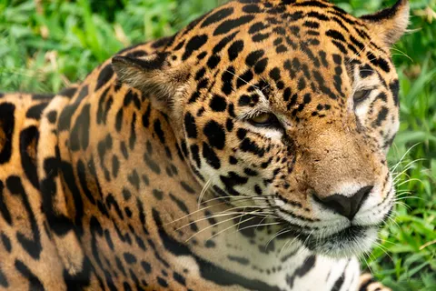 Leopard 4K Wallpaper · animals · 3840×2563