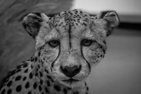 Leopard 4K Wallpaper · animals · 3840×2561