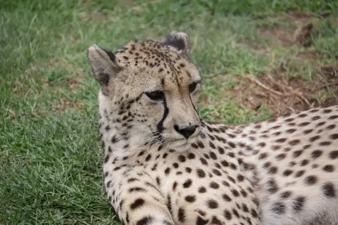 Leopard 4K Wallpaper · animals · 3840×2561