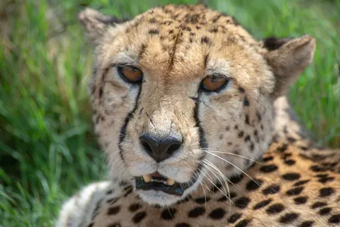 Leopard 4K Wallpaper · animals · 3840×2563