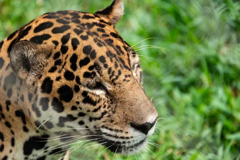 Leopard 4K Wallpaper · animals · 3840×2563