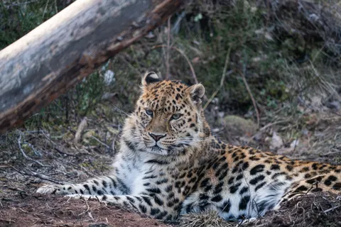 Leopard 4K Wallpaper · animals · 3840×2561