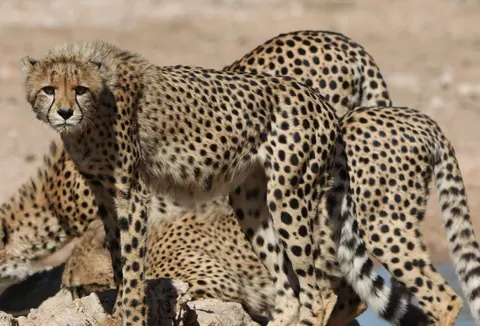 Leopard 4K Wallpaper · animals · 3840×2611