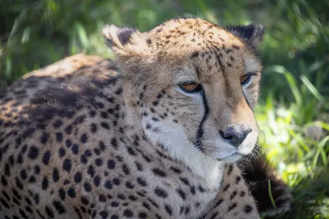 Leopard 4K Wallpaper · animals · 3840×2561