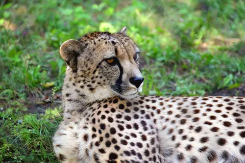 Leopard 4K Wallpaper · animals · 3840×2560