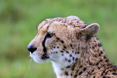 Leopard 4K Wallpaper · animals · 3840×2560