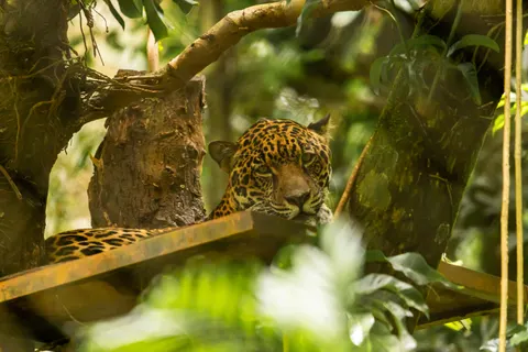 Leopard 4K Wallpaper · animals · 3840×2560