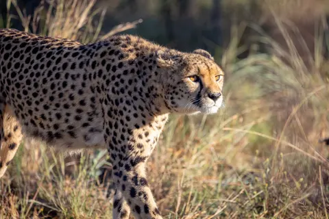 Leopard 4K Wallpaper · animals · 3840×2561