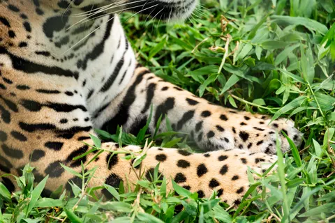 Leopard 4K Wallpaper · animals · 3840×2563