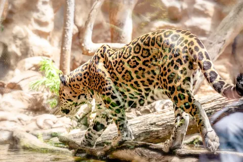 Leopard 4K Wallpaper · animals · 3840×2563