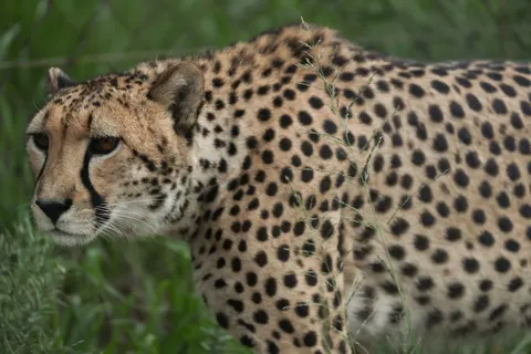 Leopard 4K Wallpaper · animals · 3840×2561