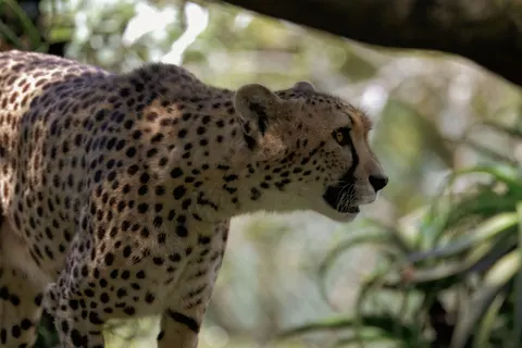 Leopard 4K Wallpaper · animals · 3840×2561