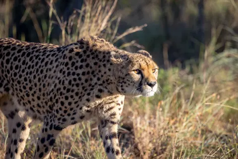 Leopard 4K Wallpaper · animals · 3840×2561