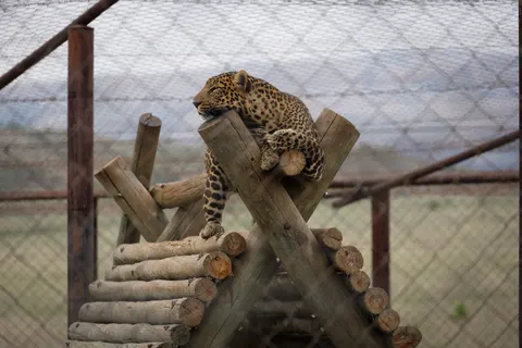 Leopard 4K Wallpaper · animals · 3840×2561