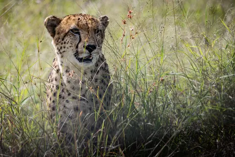 Leopard 4K Wallpaper · animals · 3840×2561