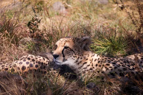 Leopard 4K Wallpaper · animals · 3840×2561