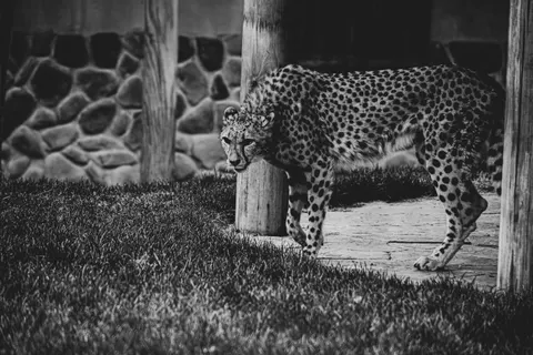 Leopard 4K Wallpaper · animals · 3840×2560