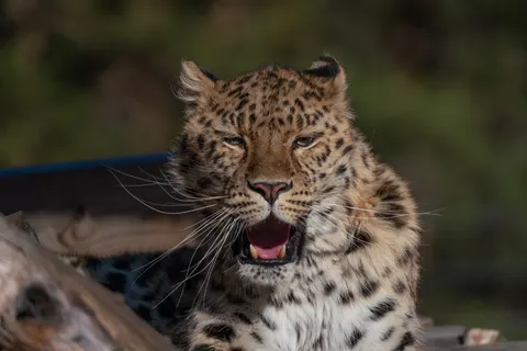 Leopard 4K Wallpaper · animals · 3840×2561
