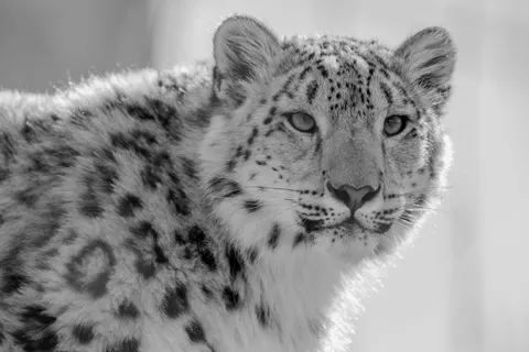 Leopard 4K Wallpaper · animals · 3840×2560