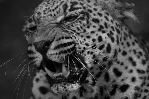 Leopard 4K Wallpaper · animals · 3840×2560