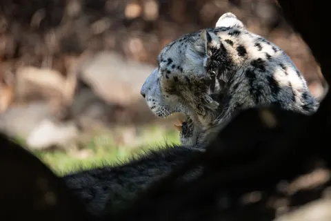 Leopard 4K Wallpaper · animals · 3840×2560