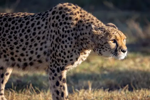 Leopard 4K Wallpaper · animals · 3840×2561