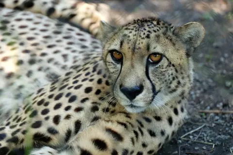Leopard 4K Wallpaper · animals · 3840×2560