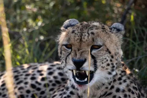Leopard 4K Wallpaper · animals · 3840×2560