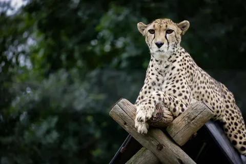 Leopard 4K Wallpaper · animals · 3840×2561