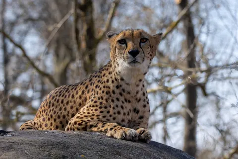 Leopard 4K Wallpaper · animals · 3840×2560