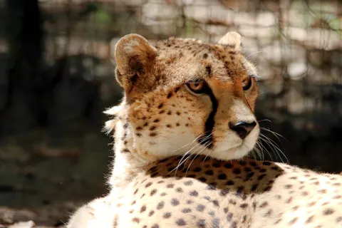 Leopard 4K Wallpaper · animals · 3840×2560