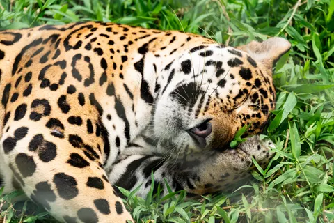 Leopard 4K Wallpaper · animals · 3840×2563